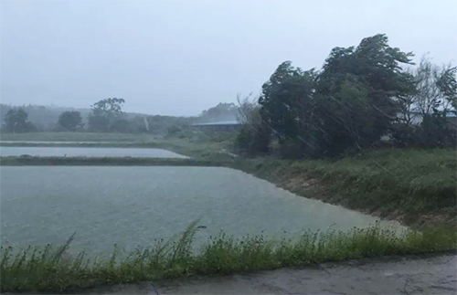 夏日池塘治理.png